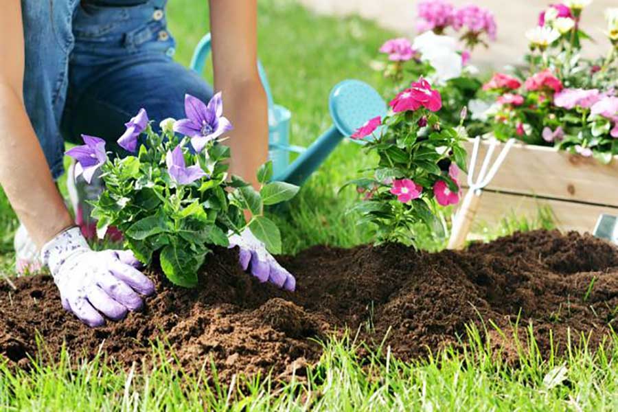 Gardener planting flowers with peat free compost